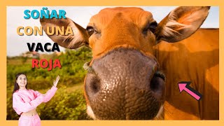 🔴 🐮🍆que SIGNIFICA SOÑAR con una VACA ROJA 🐮🍑🔴 2023 [upl. by Kataway]