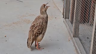 Teetar ki Awaaz  Irani Teetar Madi ki Awaaz [upl. by Marlee]