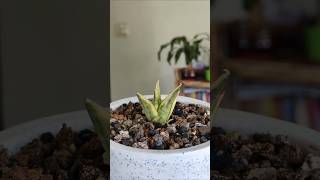 Rare Sansevieria  Sansevieria Manny Pacquiao Variegated Snake Plant pup shorts plants [upl. by Fosdick]