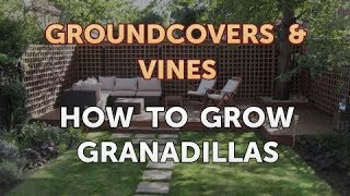 How to Grow Granadillas [upl. by Kloster26]