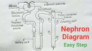 How To Draw Nephron Diagram With Label Step By Step  Nephron Drawing CBSE Syllabus [upl. by Ilke]