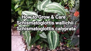 How to Grow amp Care Schismatoglottis wallichii  Schismatoglottis calyprata Plant [upl. by Aramahs]