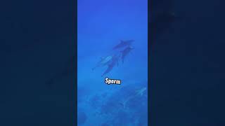 Amazing facts about the Sperm Whales  Do you like Sperm Whales  shorts spermwhale ocean [upl. by Coop]