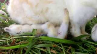 13 Day Old Baby Rabbits Breast Feeding [upl. by Federica736]