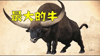 反刍之王，有史以来最大的牛：长角野牛（Bison latifrons） [upl. by Ragde857]