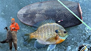 Trapping a Beaver amp using its Tail for Ice Fishing Bait [upl. by Messing]