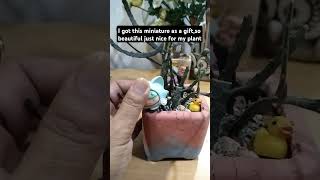 videoshorts cactus and succulenteuphorbia platycladavideoviral [upl. by Dorrehs]