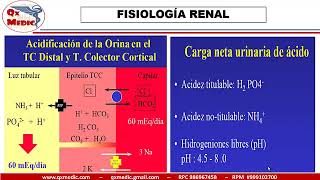 Qx nefrologia  FISIOLOGIA RENAL 8 [upl. by Anitel946]