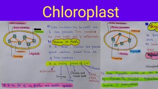 chloroplast structure  chloroplast functions  chloroplast structure and functions [upl. by Willetta]