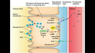 antidiuretics pharmacology ADH vasopressin drugs to treat Diabetes Insipidus [upl. by Schertz]