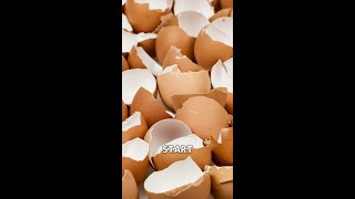 Use Eggshells as Biodegradable Seed Starters [upl. by Brandice]