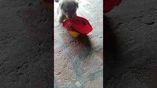 Gaytri ka Raj dikhao dog love dog ki video top shortcut video viral 🐕‍🦺🐕 [upl. by Inhoj]