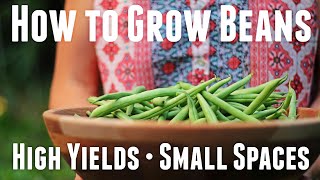 How to Grow Bush Beans  Ultimate Guide For High Yields [upl. by Hgielra685]