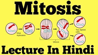 Mitosis  Cell Division Hindi [upl. by Fidele561]