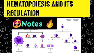 Hematopoiesis and its Regulation  Notes in detail 🔥🤩😎 [upl. by Artenahs612]