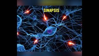 SINAPSIS Clasificación y funciones [upl. by Ellehcir]