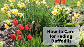 How to Care for Daffodil Leaves After Flowers Fade [upl. by Arreyt]