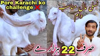 Asad Goat Farm Aj Quality Wala Janwer Le Aya ❤️ Offer Bhe Da Di 😍  Bakra Mandi 2025 [upl. by Enyaw696]