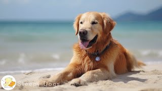 Dog Music  Relaxing Sounds for Dogs with Anxiety Helped 4 Million Dogs Worldwide [upl. by Wight]