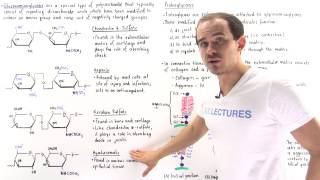 Glycosaminoglycans and Proteoglycans [upl. by Lassiter]