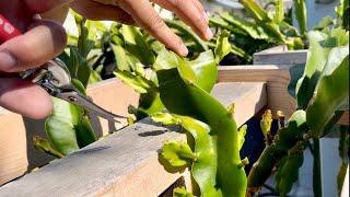 E5 How to Grow Dragon Fruit From Cutting to Fruit [upl. by Airamas]