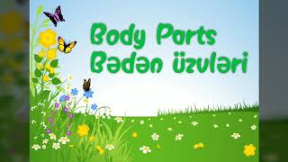 İngilis dilində bədən üzvləri  Body Parts [upl. by Adalai]