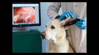 Videootoscópio veterinário sem fios DE551 [upl. by Aihc]