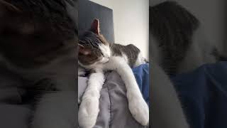 HAIRBALL cat cats funnycats [upl. by Zsa Zsa]