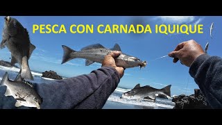 GRAN PESCA CON CARNADA DESDE ROCA Y PLAYA EN IQUIQUE MUCHAS CAPTURAS RONCACHOSBAUNCOSMISMIS 4KFULL [upl. by Laiceps]