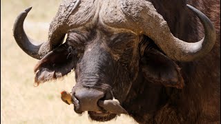 Redbilled Oxpeckers on African Buffalo [upl. by Asserak]