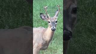 Deer Losing its Velvet animals nature wildlife deer [upl. by Elgar]