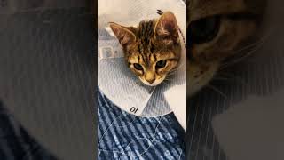 After hernia surgery 💕 love cuteanimal cutecat recovery surgerytips [upl. by Eyram]