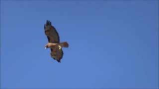 RedTailed Hawk and Frightened Dog HD [upl. by Germain396]