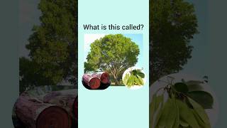 Can you name these Native Indian Trees dailyenglish english visualvocabulary learnenglish [upl. by Eikciv]