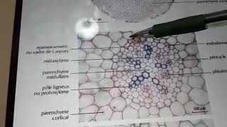 Racine dicotyledone endoderme a cadre Caspary partie3 [upl. by Ajuna]