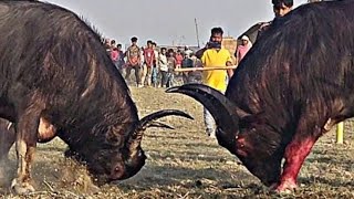 CHAMPIONPUKHULI DA VS MUNIYA 🥰🥸😱☠️ mohjuj bull wildlife mohjuj2024 mohjujrajaofficial [upl. by Ender]