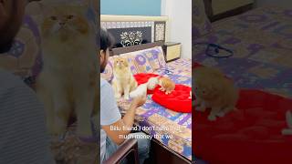 Billu amazing😜😜catcomedy billicomedy viralcat cat catshorts sajidcat catvideo [upl. by Akcinehs250]