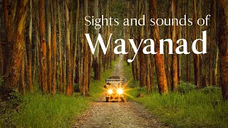 Wayanad A Tourists Delight  Kerala Tourism  DreamDestinations [upl. by Tiebold]