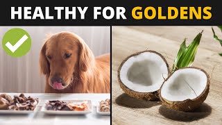 10 Human Foods that are Actually Good for Golden Retrievers [upl. by Llennahc]