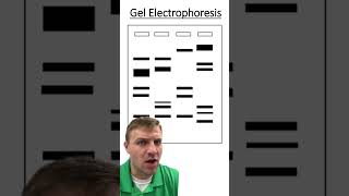 Gel Electrophoresis [upl. by Innattirb]