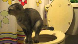 Cat toilet training [upl. by Adnouqal]