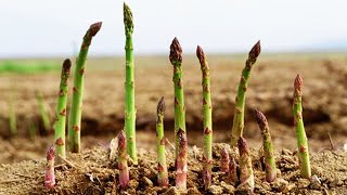 How to grow asparagus from seeds sprouting after 17 days [upl. by Surovy]