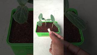 Grow plants faster in cocopeatshorts plants grow gardening [upl. by Hally695]