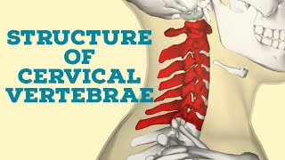 structure of cervical vertebrae [upl. by Ward928]