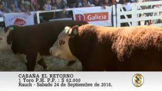 240916 Venta de Toros PP  Cabaña El Retorno  Rauch [upl. by Darsey]