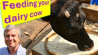 Feeding the Dairy Cow  a video for small scale farmers [upl. by Anegue295]