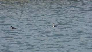 Blacknecked Grebe Svasso piccolo Podiceps nigricollis [upl. by Naletak]