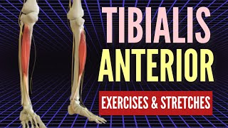 BEST Tibialis Anterior Corrective Exercises [upl. by Ettelliw65]