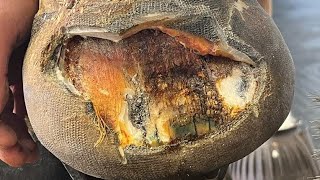 This is how I successfully restored a hoof capsule to health after a severe case of seedy toe [upl. by Payton]