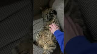 Tiger Cat Enjoying His Belly Massage While Half Asleep [upl. by Aihc451]